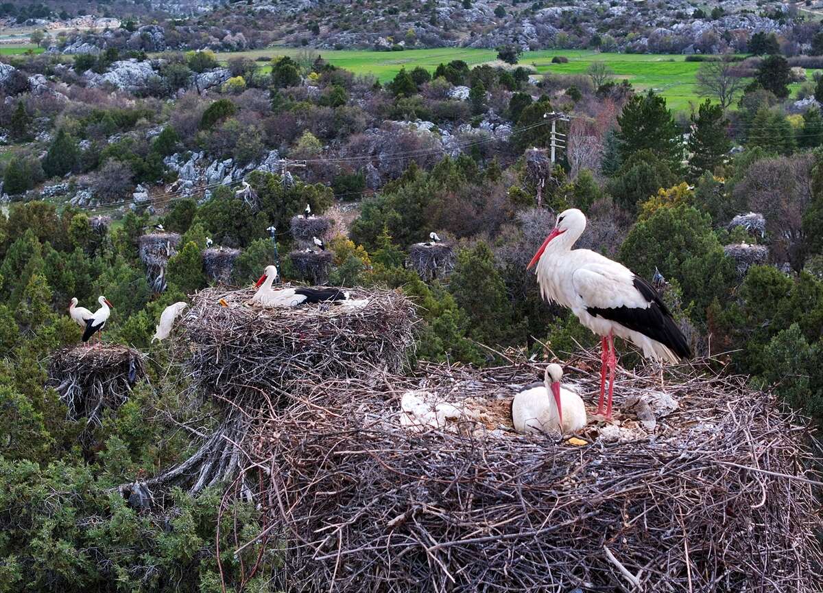 Konya’da doğanın en zarif nöbeti! Leylekler Vadisi’nde kuluçka heyecanı 8